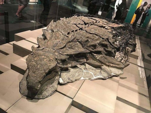 35 необычных музеев со всего мира и их экспонаты
