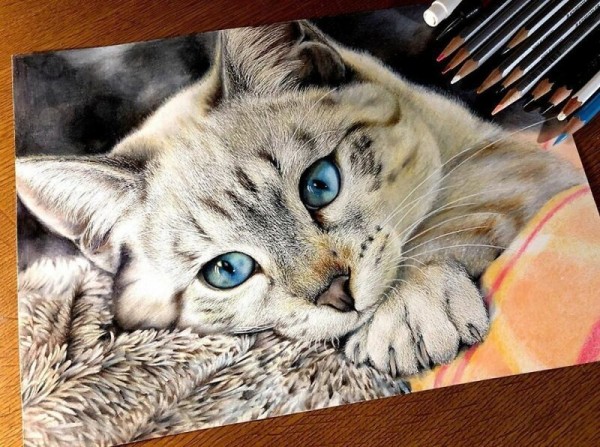 23 рисунка кошек в жанре гиперреализма